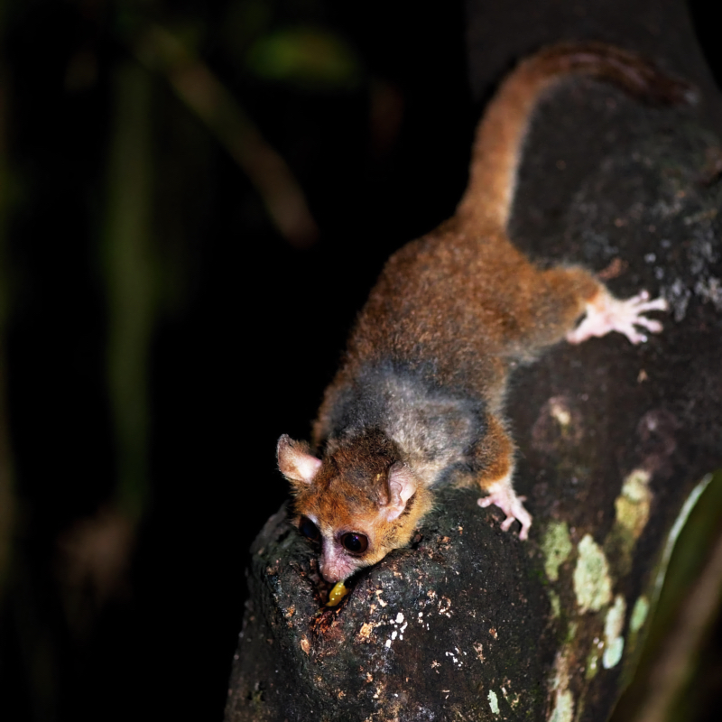 mouse lemur madagascar