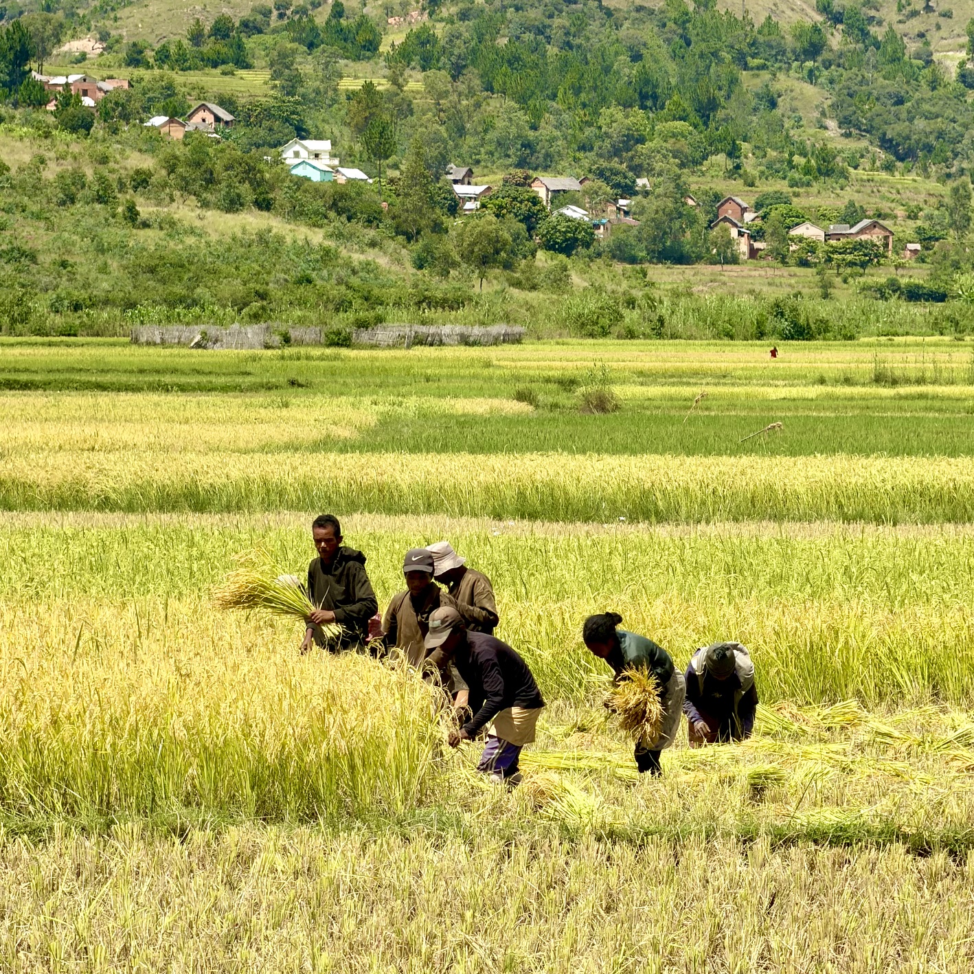 ricefield harvesting in madagascar